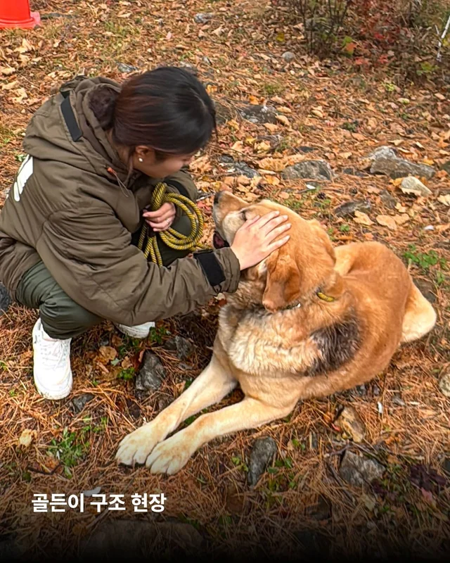 구더기가 들끓어도 웃고만 있던 바보 강아지 현장 사진