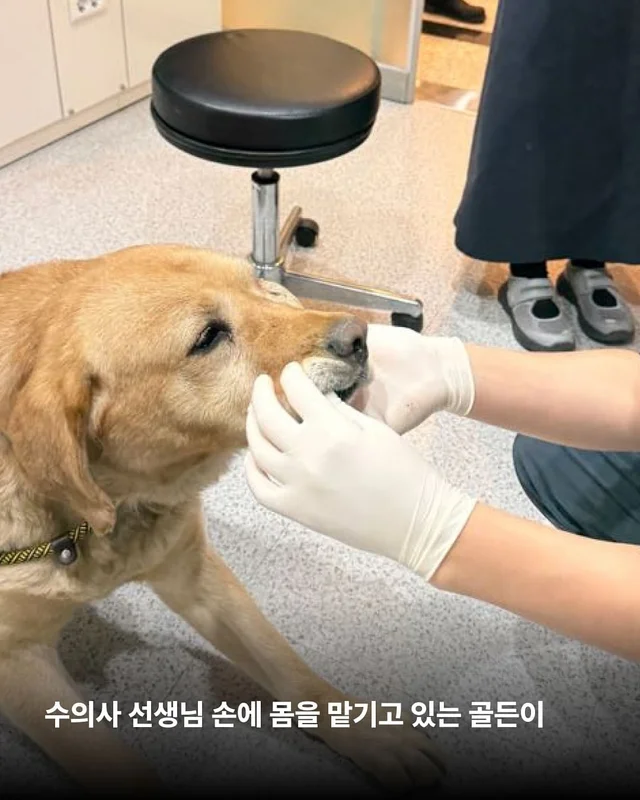 구더기가 들끓어도 웃고만 있던 바보 강아지 현장 사진