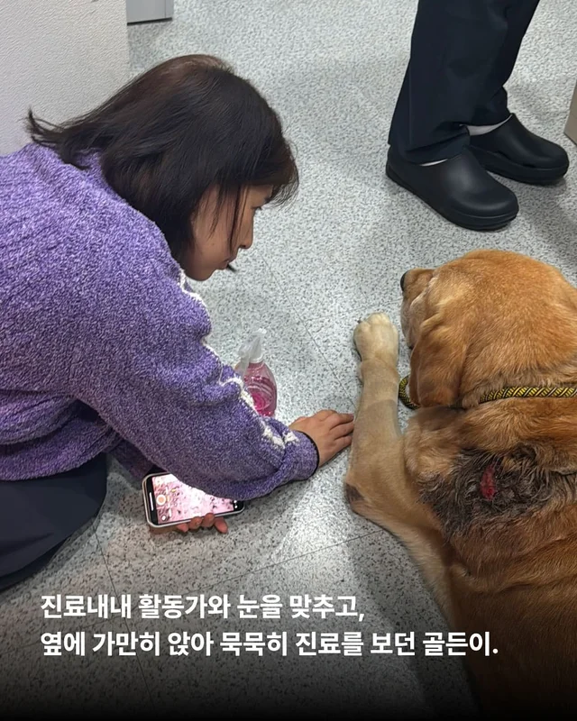 구더기가 들끓어도 웃고만 있던 바보 강아지 현장 사진