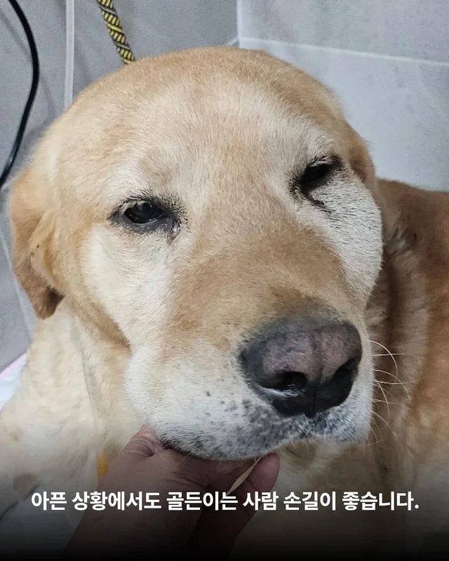 구더기가 들끓어도 웃고만 있던 바보 강아지 현장 사진