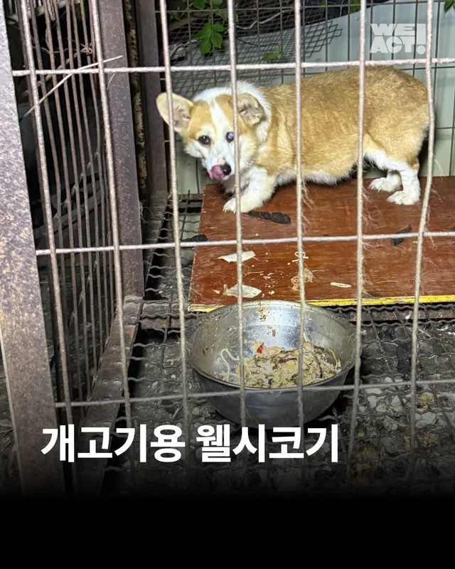 개고기용 웰시코기 현장 사진