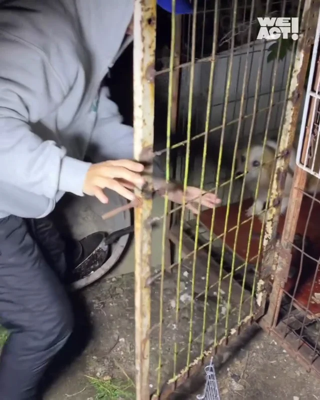 개고기용 웰시코기 현장 사진