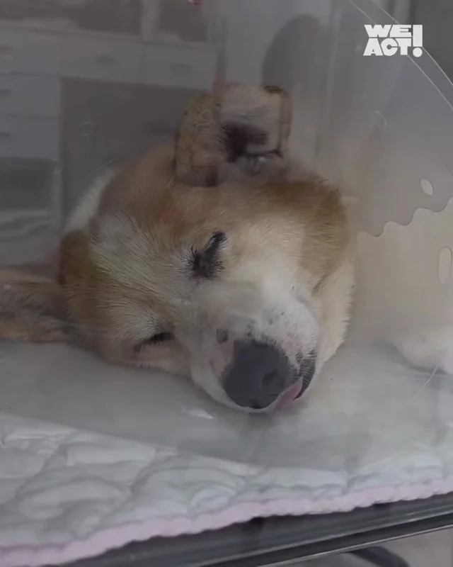개고기용 웰시코기 현장 사진