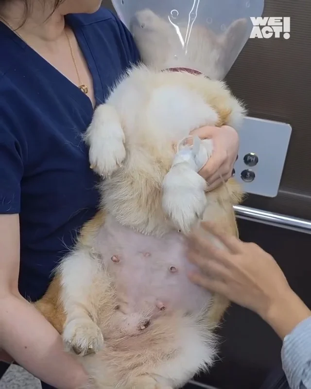 개고기용 웰시코기 현장 사진