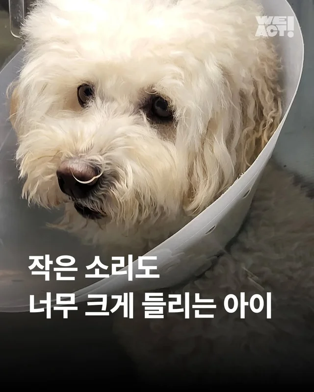 작은소리도 너무 크게들리는 아이 #위액트비타 현장 사진