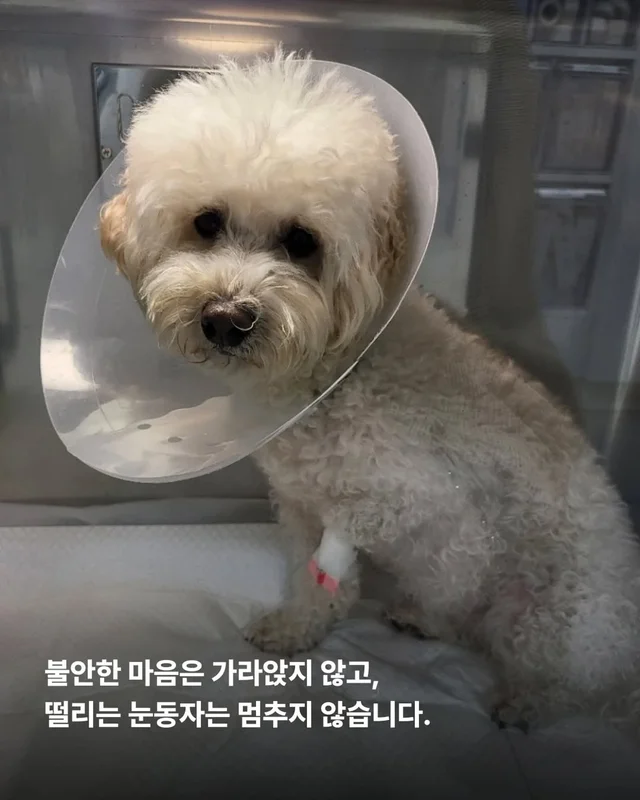 작은소리도 너무 크게들리는 아이 #위액트비타 현장 사진