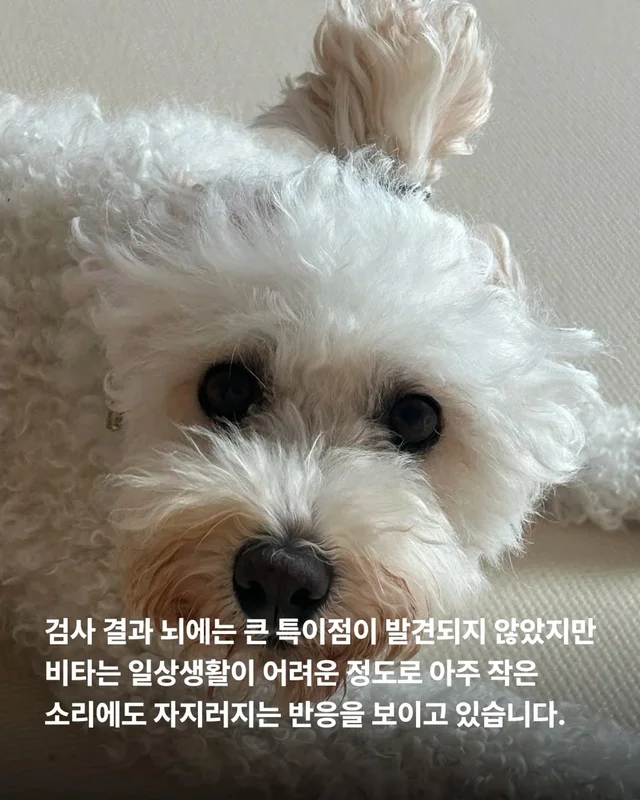 작은소리도 너무 크게들리는 아이 #위액트비타 현장 사진