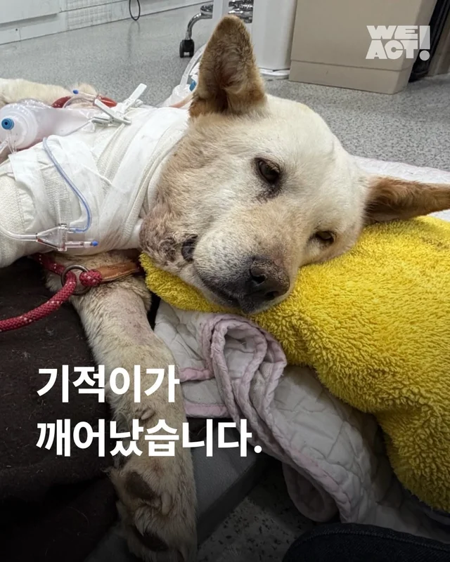 기적이가 깨어났습니다. 현장 사진
