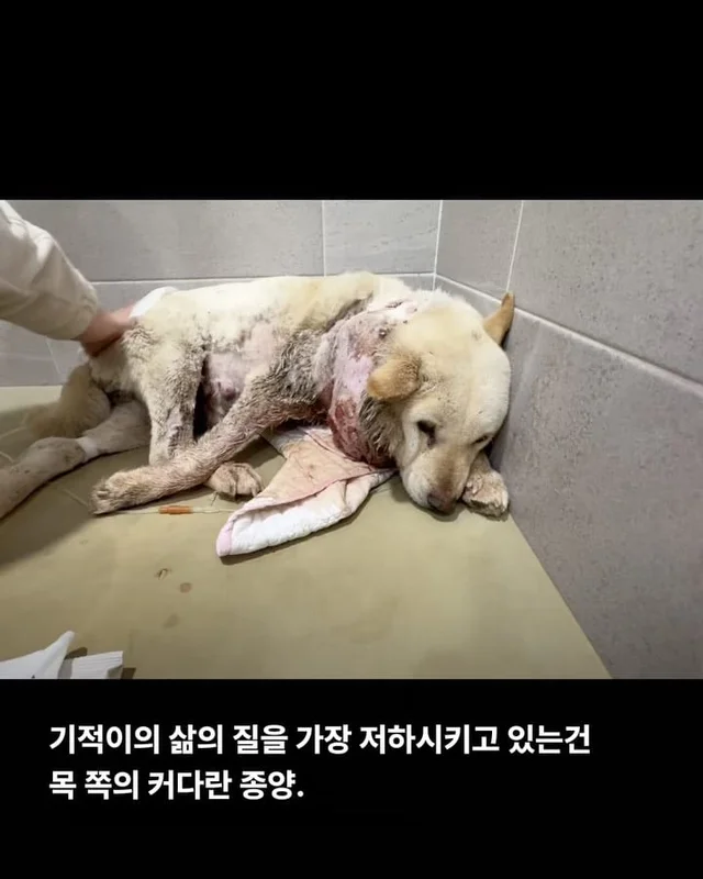 기적이가 깨어났습니다. 현장 사진