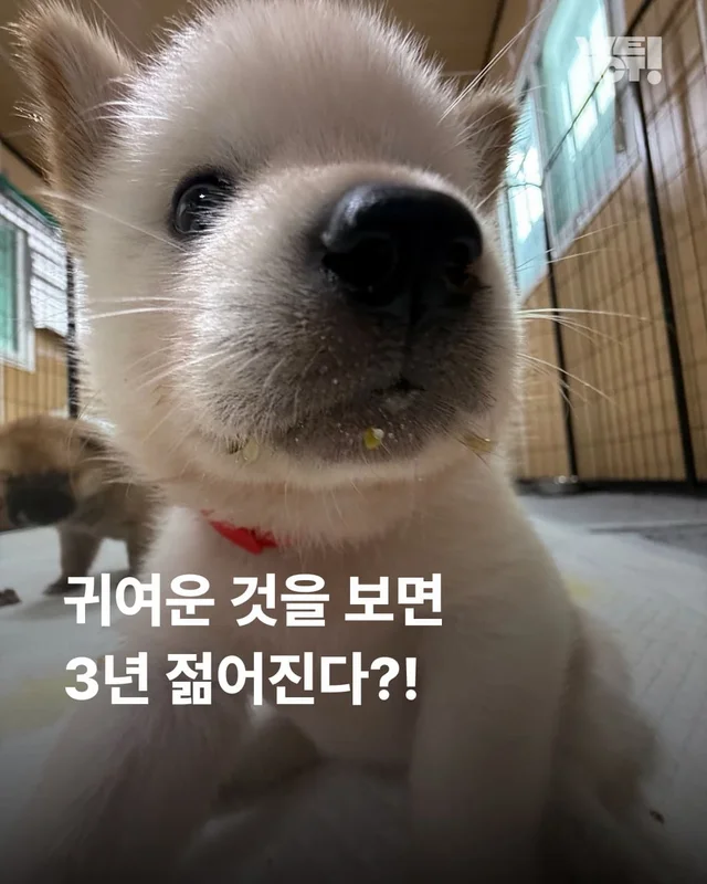 귀여운 것을 보면 3년 젊어진다 ?! 현장 사진