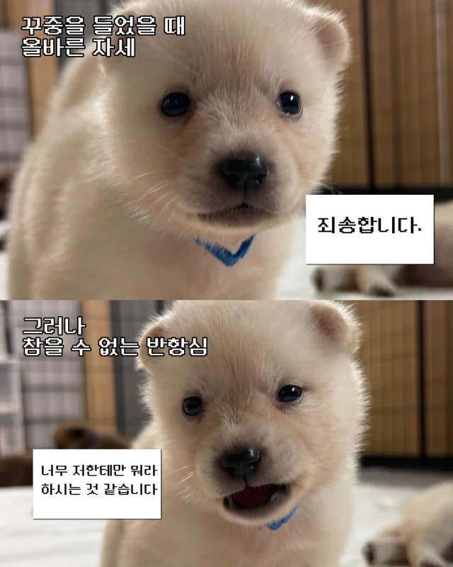 귀여운 것을 보면 3년 젊어진다 ?! 현장 사진