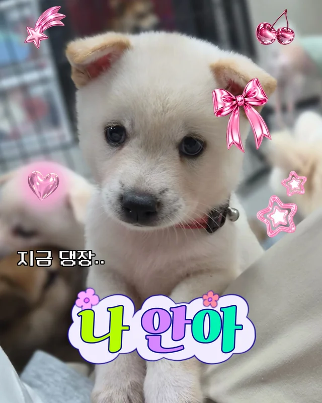 귀여운 것을 보면 3년 젊어진다 ?! 현장 사진