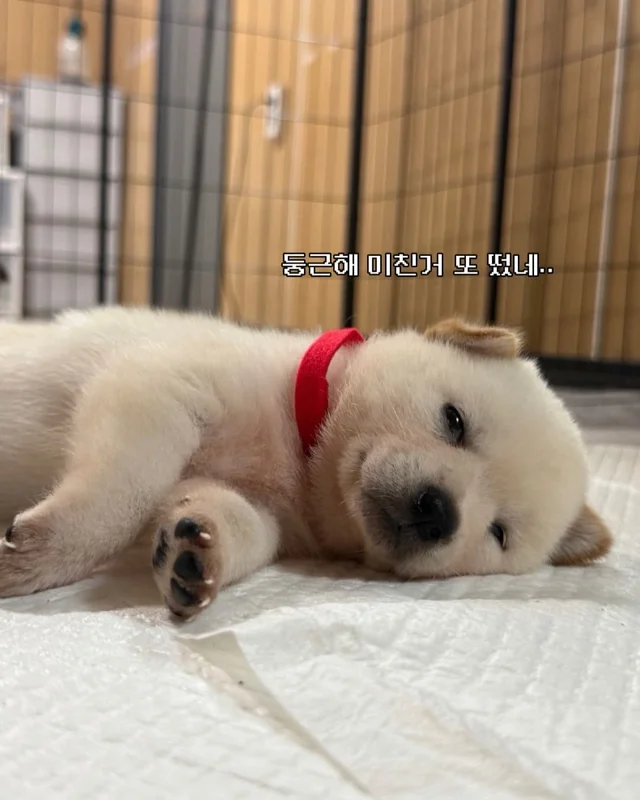 귀여운 것을 보면 3년 젊어진다 ?! 현장 사진