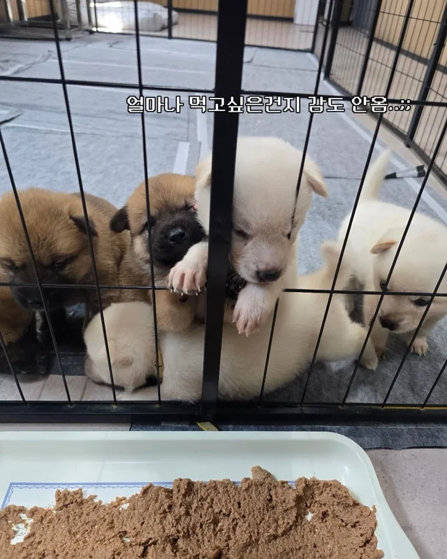 귀여운 것을 보면 3년 젊어진다 ?! 현장 사진