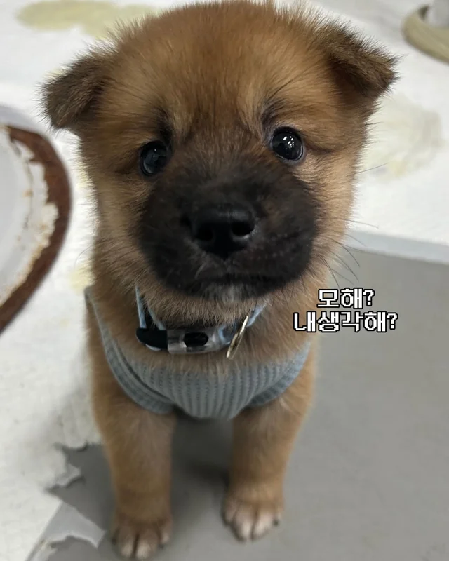 귀여운 것을 보면 3년 젊어진다 ?! 현장 사진