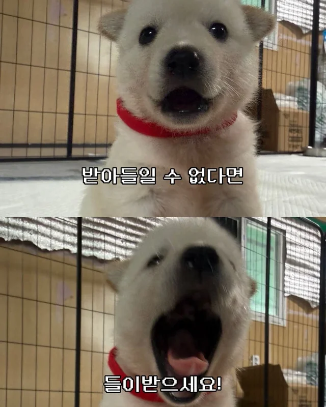 귀여운 것을 보면 3년 젊어진다 ?! 현장 사진