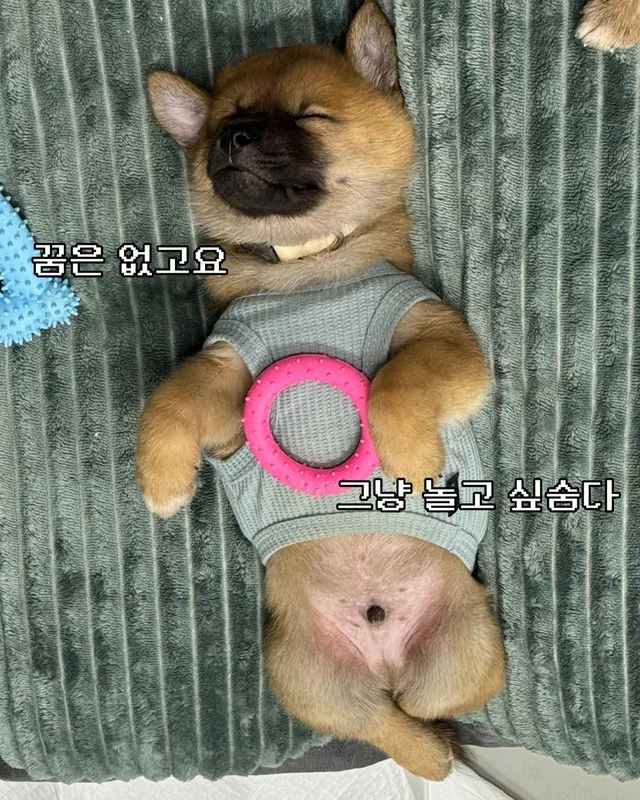 귀여운 것을 보면 3년 젊어진다 ?! 현장 사진