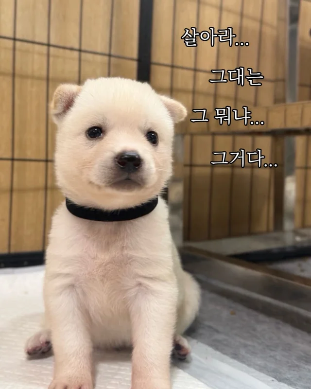 귀여운 것을 보면 3년 젊어진다 ?! 현장 사진