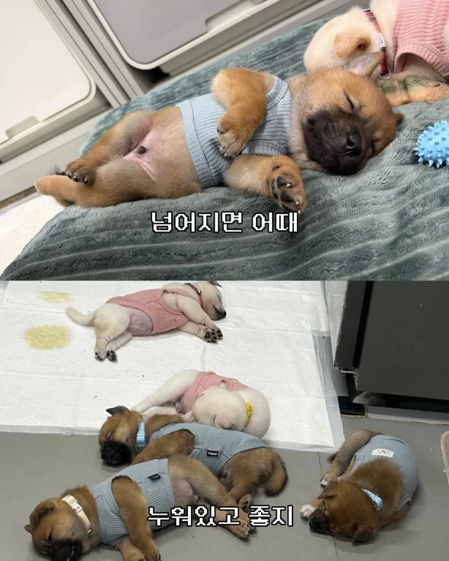 귀여운 것을 보면 3년 젊어진다 ?! 현장 사진