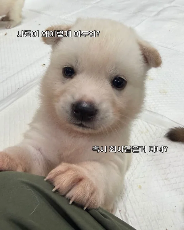 귀여운 것을 보면 3년 젊어진다 ?! 현장 사진