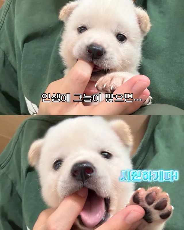 귀여운 것을 보면 3년 젊어진다 ?! 현장 사진
