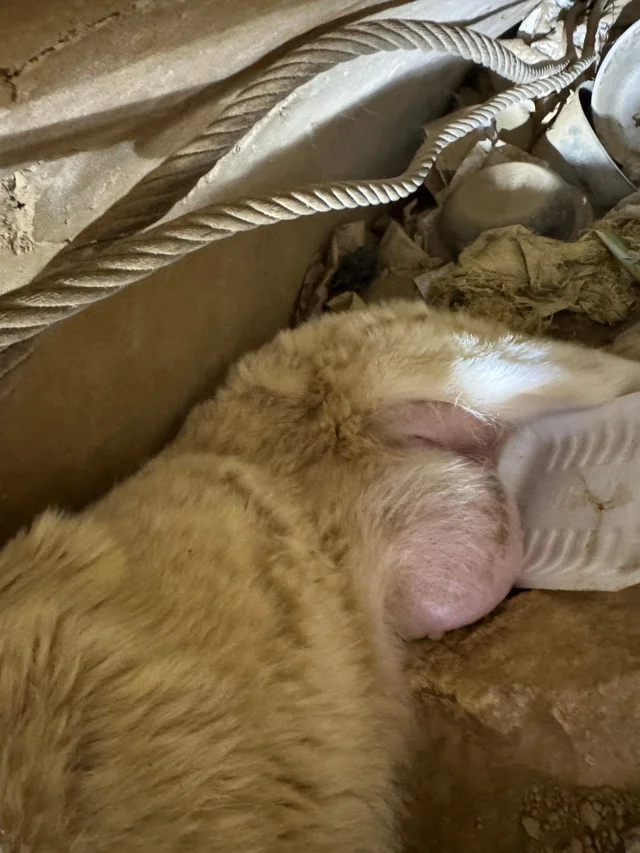 화천방치견 현장 사진