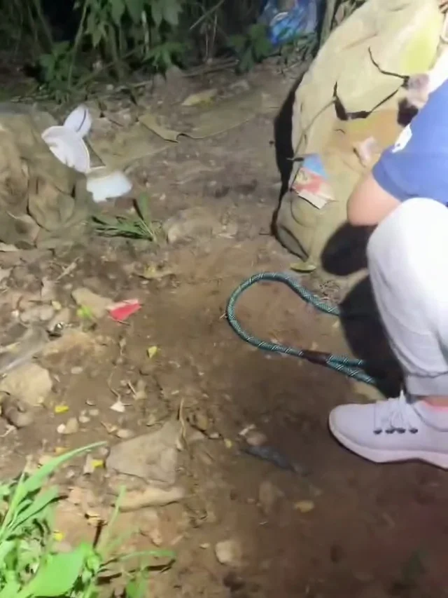 화천방치견 현장 사진