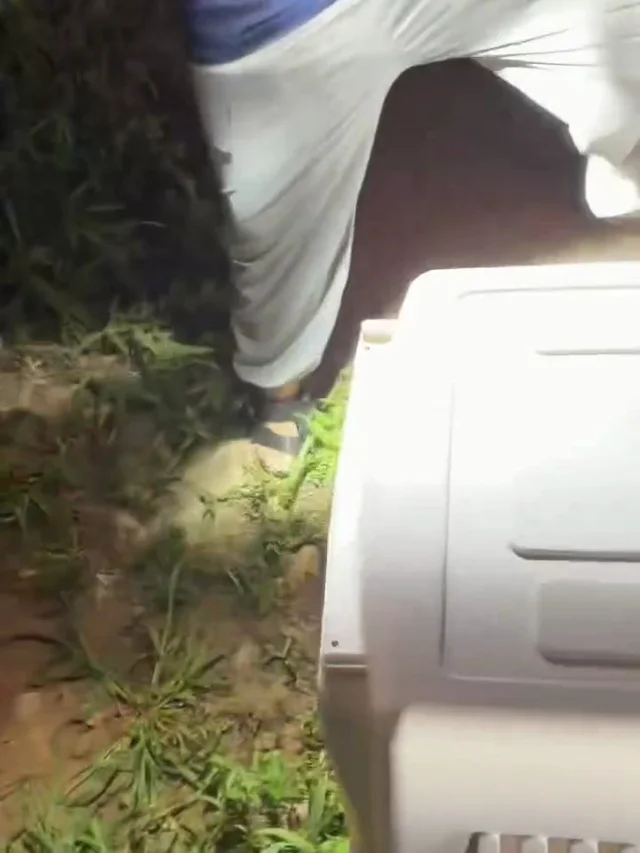 화천방치견 현장 사진