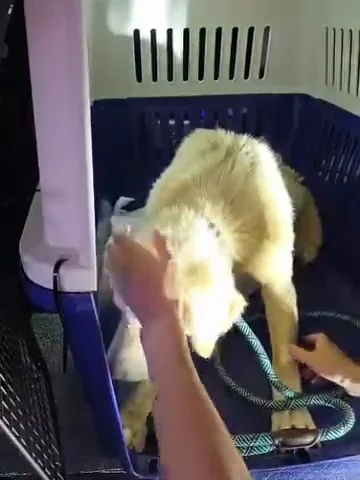 화천방치견 현장 사진
