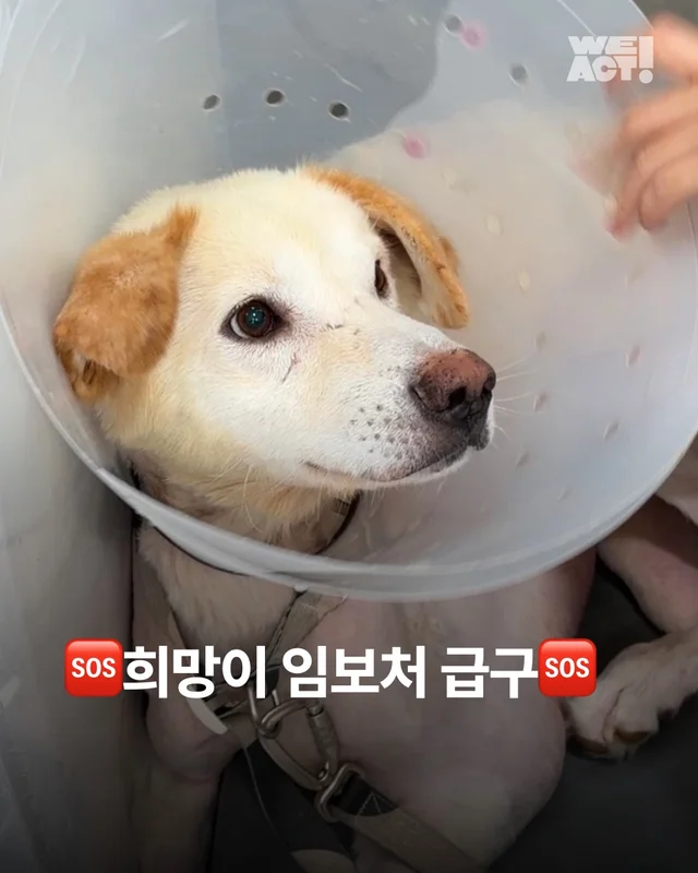 희망이 임보처 급구 현장 사진