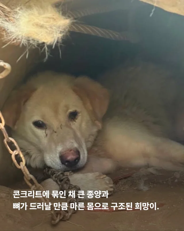 희망이 임보처 급구 현장 사진