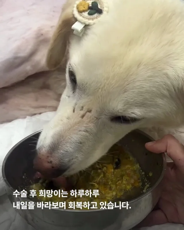 희망이 임보처 급구 현장 사진