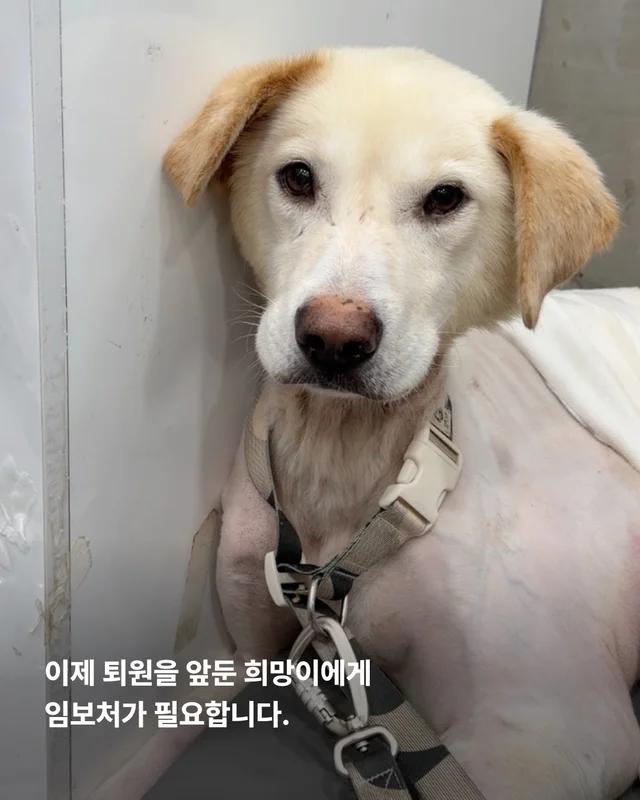 희망이 임보처 급구 현장 사진