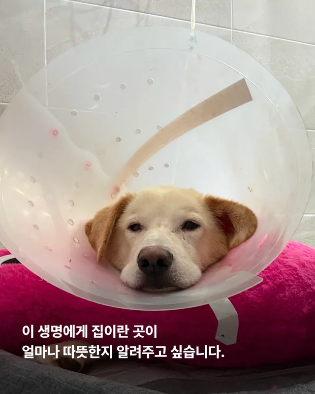 희망이 임보처 급구 현장 사진