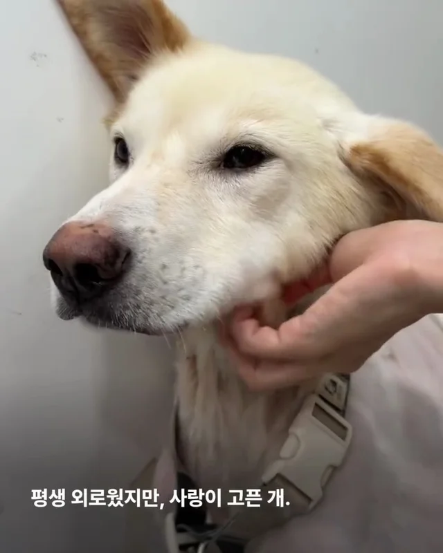 희망이 임보처 급구 현장 사진
