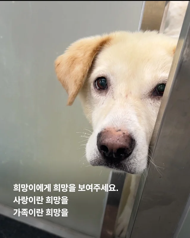 희망이 임보처 급구 현장 사진