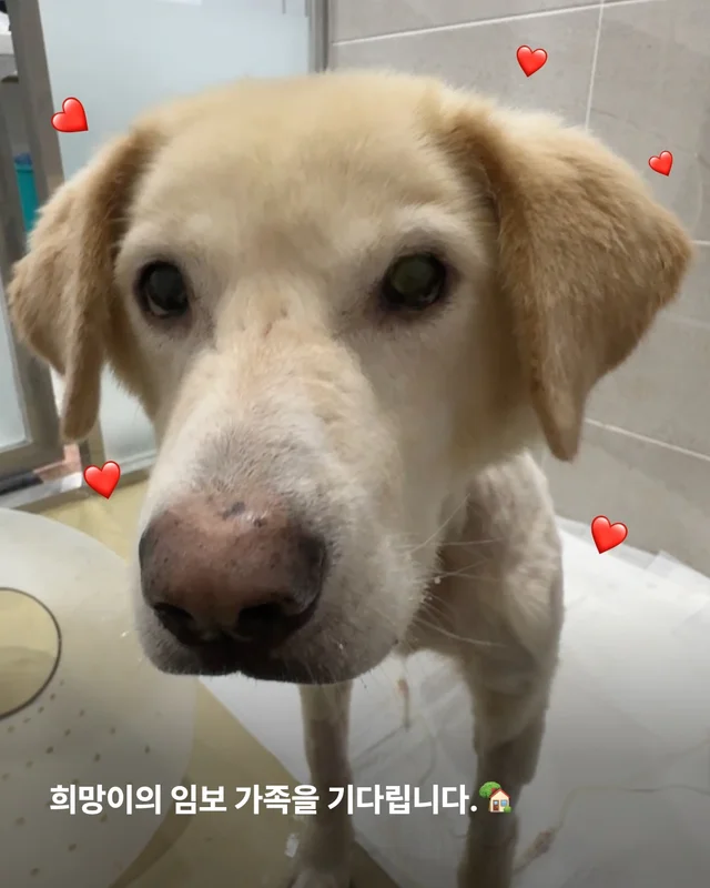 희망이 임보처 급구 현장 사진