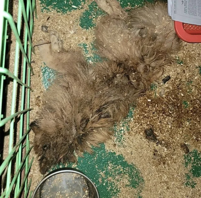 남양주 '불법 번식장'서 구한 개 251마리….. 보도 사진