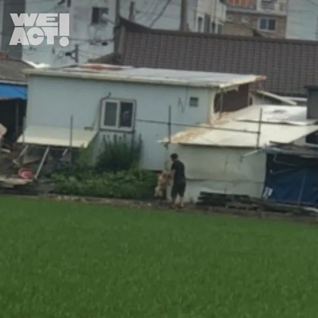 음성교살개도살장 현장 사진