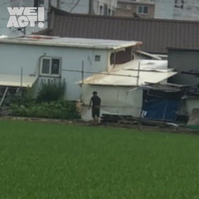 음성교살개도살장 현장 사진