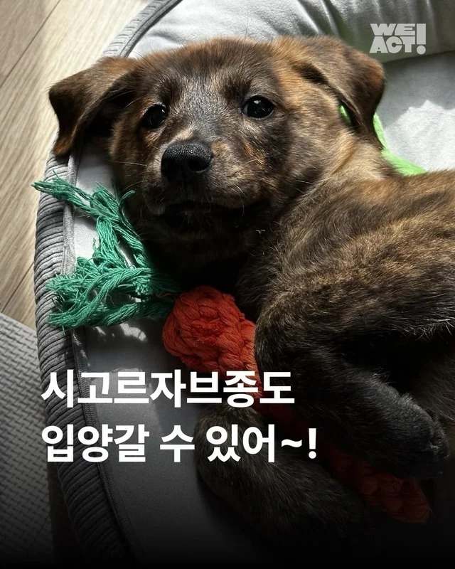 시고르자브종도 입양갈 수 있어~! #위액트브루투스 현장 사진