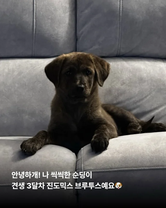 시고르자브종도 입양갈 수 있어~! #위액트브루투스 현장 사진