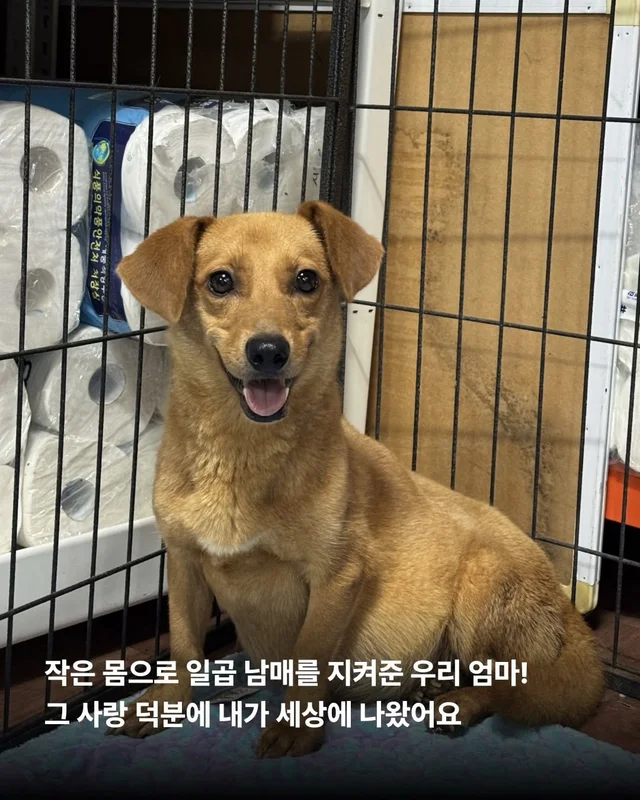 시고르자브종도 입양갈 수 있어~! #위액트브루투스 현장 사진