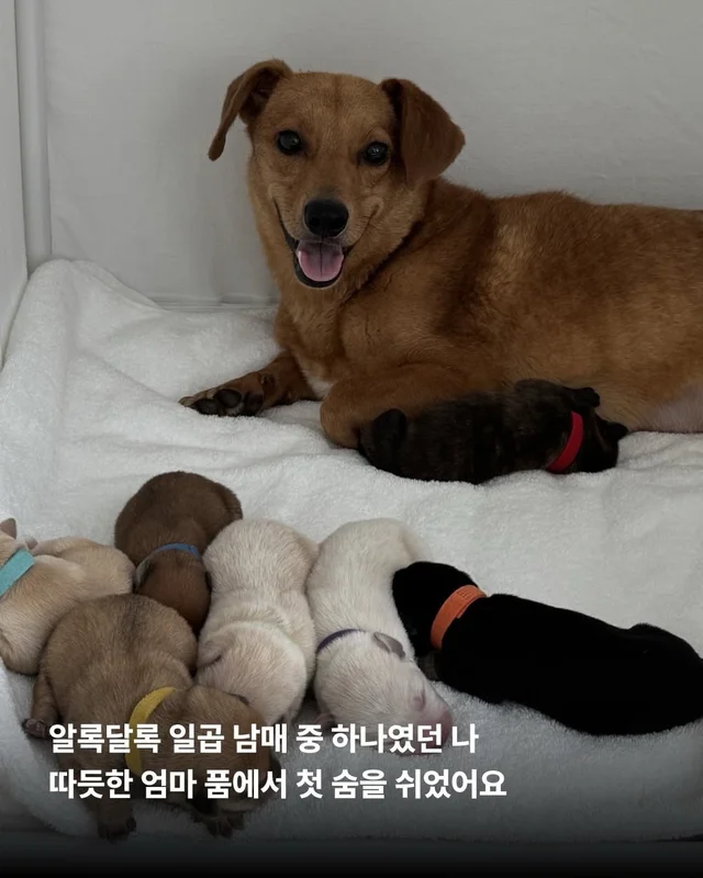 시고르자브종도 입양갈 수 있어~! #위액트브루투스 현장 사진