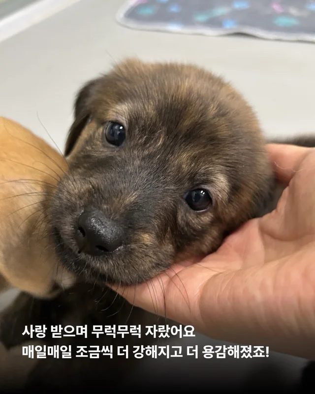 시고르자브종도 입양갈 수 있어~! #위액트브루투스 현장 사진