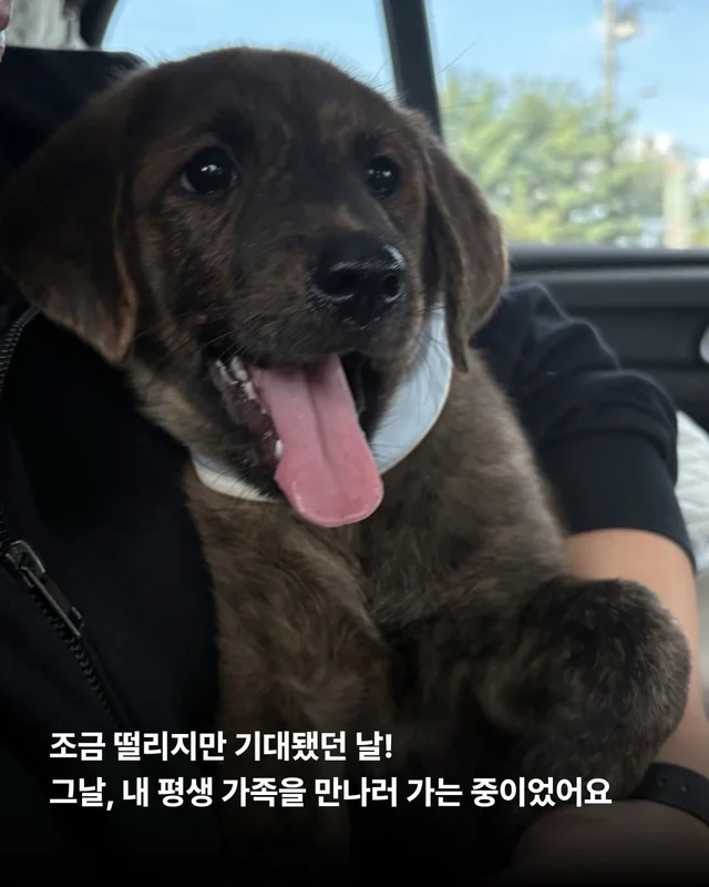 시고르자브종도 입양갈 수 있어~! #위액트브루투스 현장 사진