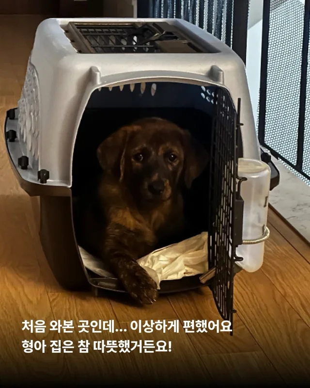 시고르자브종도 입양갈 수 있어~! #위액트브루투스 현장 사진