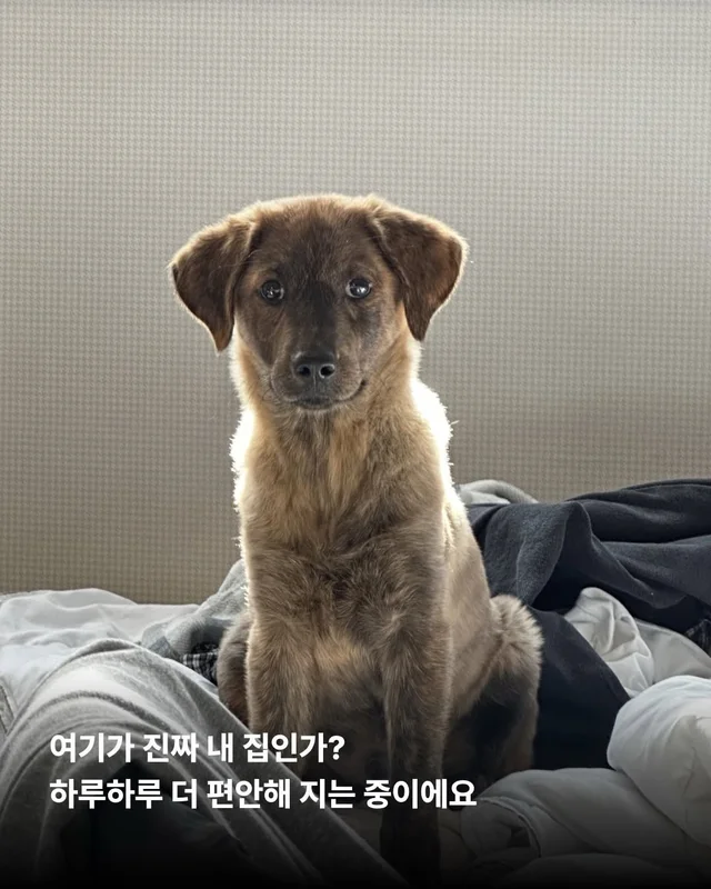 시고르자브종도 입양갈 수 있어~! #위액트브루투스 현장 사진