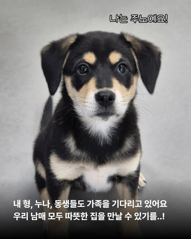 시고르자브종도 입양갈 수 있어~! #위액트브루투스 현장 사진