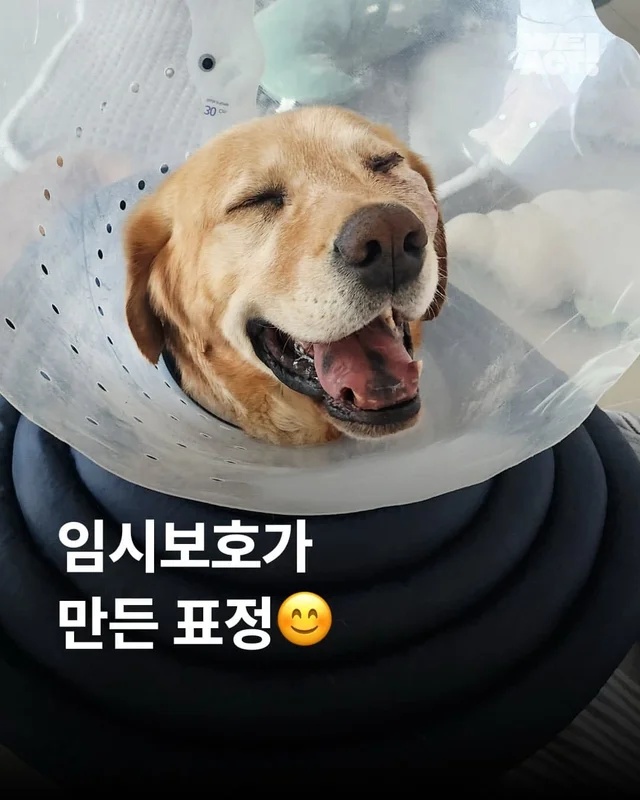 임시보호가 만든 표정 ! 집, 짱 좋다 ! 현장 사진